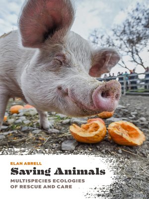 cover image of Saving Animals: Multispecies Ecologies of Rescue and Care